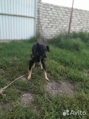 Собака для дома и двора купить на Зозу.ру - фотография № 3