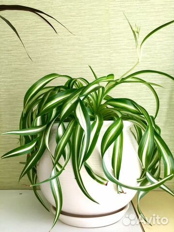 Хлорофитум Бони (кудрявый) отростки