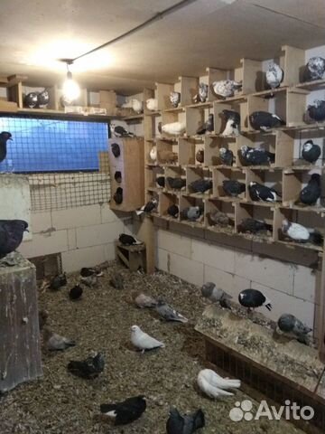 Продам николаевских голубей купить на Зозу.ру - фотография № 5