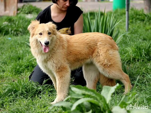 Собака в дар купить на Зозу.ру - фотография № 2