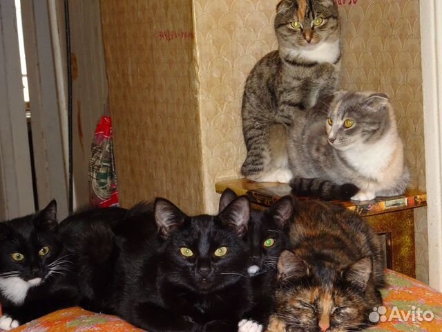 Домашние котята купить на Зозу.ру - фотография № 4