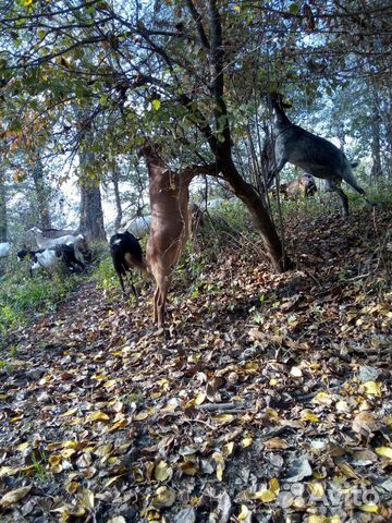 Козье молоко