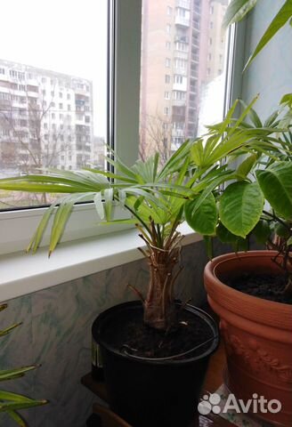 Веерные пальмы Веерные пальмы