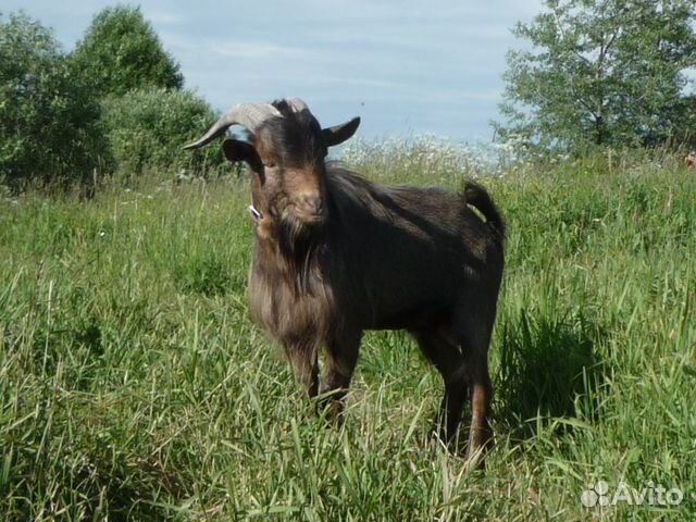Камерунские козёл с козой купить на Зозу.ру - фотография № 4