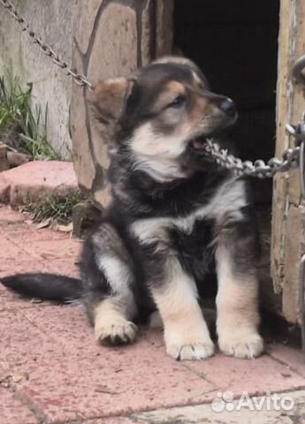 Отдам в хорошие руки