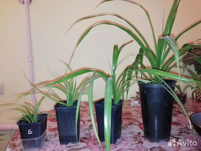 Пальма Панданус