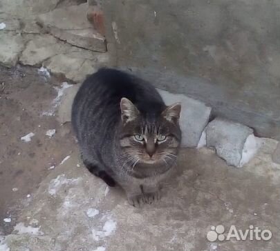 Котик красавчик купить на Зозу.ру - фотография № 1