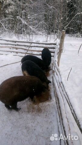 Продам поросят, свиноматок мангалицы Продам поросят, свиноматок мангалицы