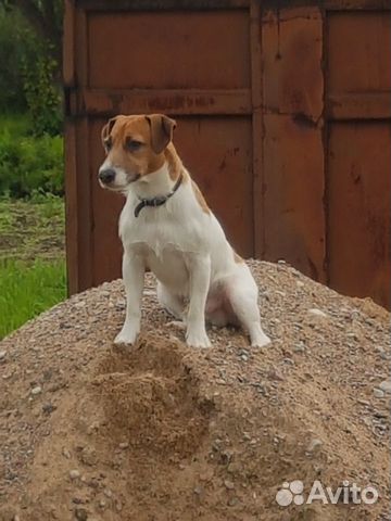 Собака Джек Рассел Терьер вязка