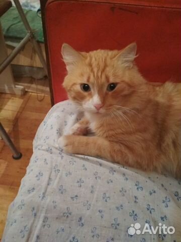 Ищем хозяев котик лис