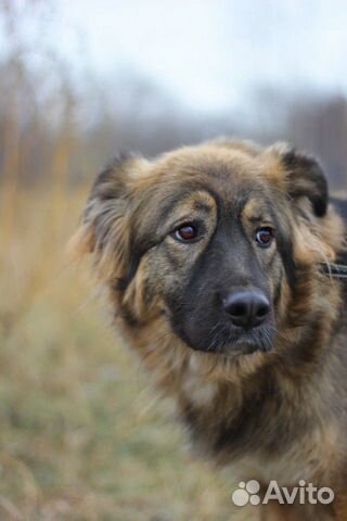 Очень нежная собака из приюта в дар купить на Зозу.ру - фотография № 7
