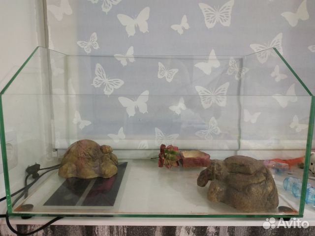 Стеклянный аквариум(террариум) Стеклянный аквариум(террариум)