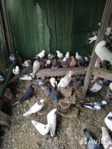 Высоколетные бойные голуби купить на Зозу.ру - фотография № 9