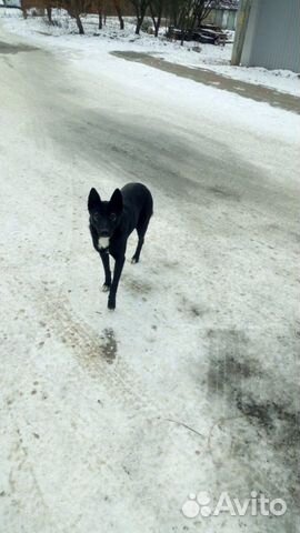 Собака во двор охранник купить на Зозу.ру - фотография № 5
