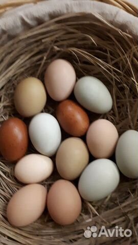 Инкубационное яйцо цветное купить на Зозу.ру - фотография № 3