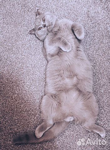 Британский кот вязка купить на Зозу.ру - фотография № 2