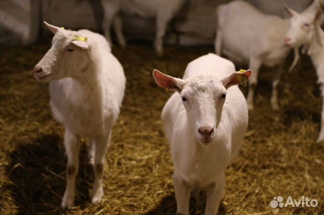 Зааненские козы купить на Зозу.ру - фотография № 3