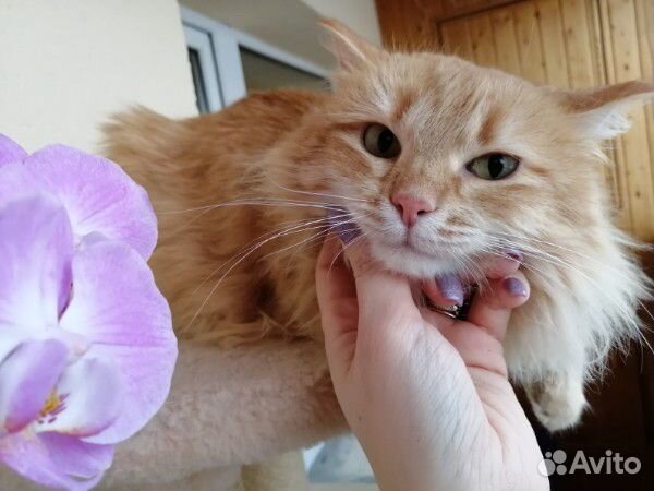 Кошка Алиса