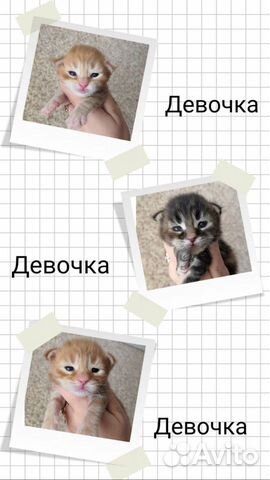 Котята мейн-кун купить на Зозу.ру - фотография № 1