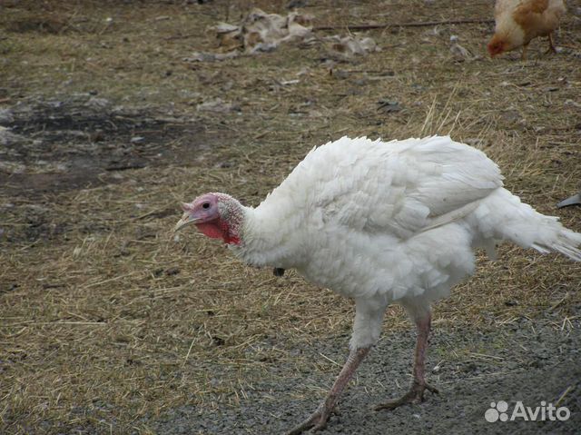 Купить Индюшат Белая Широкогрудая