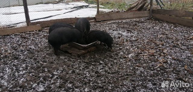 Продаются свини гетманцкие приветые молодые ряльно купить на Зозу.ру - фотография № 1