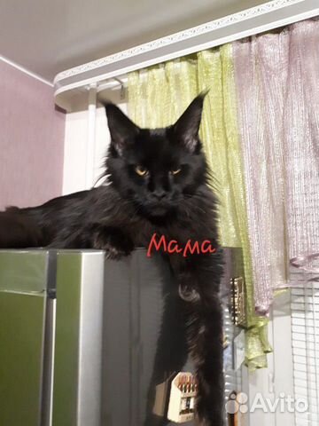 Продаётся котенок Мейн-кун купить на Зозу.ру - фотография № 3