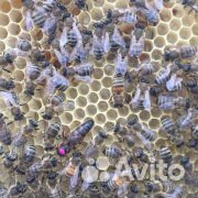 Пчеломатки F-1 Карника купить на Зозу.ру - фотография № 2