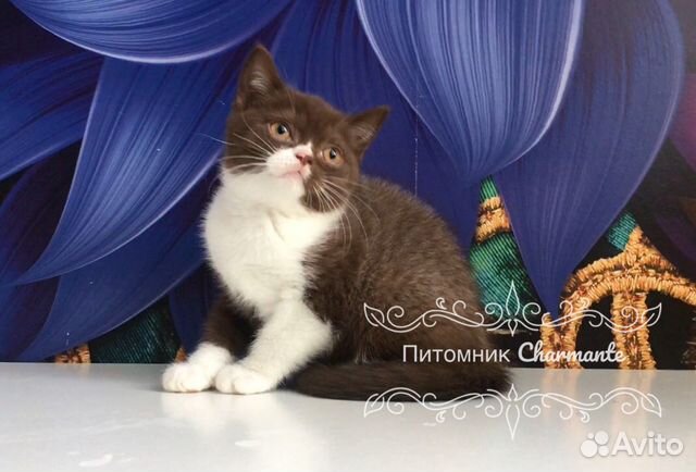 Британские котята биколор купить на Зозу.ру - фотография № 4