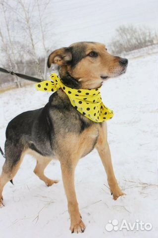 Красивый пес в добрые руки купить на Зозу.ру - фотография № 3