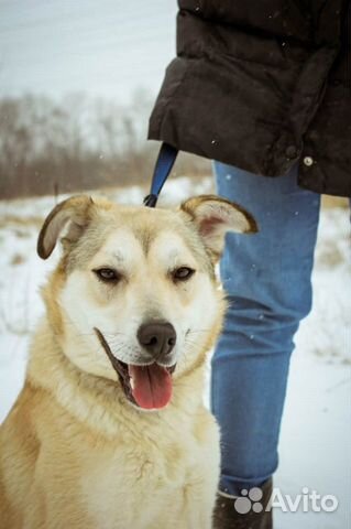 Небольшая собака Флёр в добрые руки бесплатно купить на Зозу.ру - фотография № 4