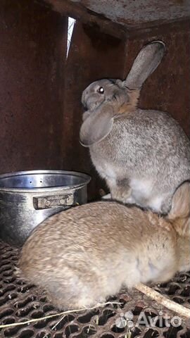 Кролик нзк купить на Зозу.ру - фотография № 6