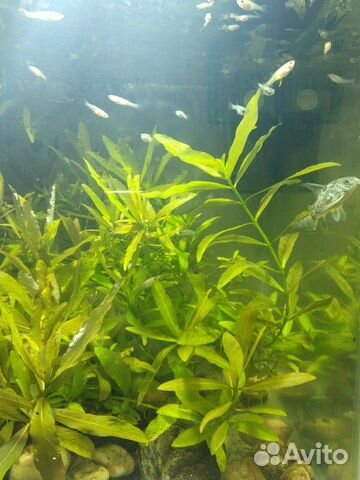 Рыбки аквариумные, растения купить на Зозу.ру - фотография № 10