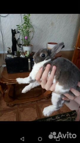 Карликовый кролик(рекс) купить на Зозу.ру - фотография № 4