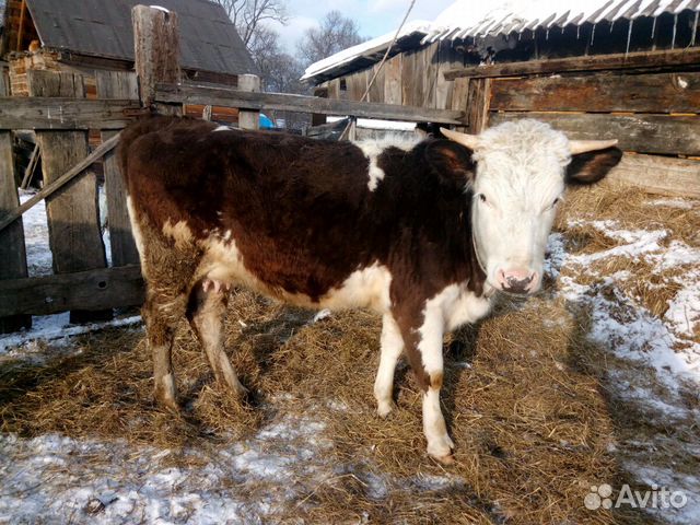 Вкусная корова купить на Зозу.ру - фотография № 2