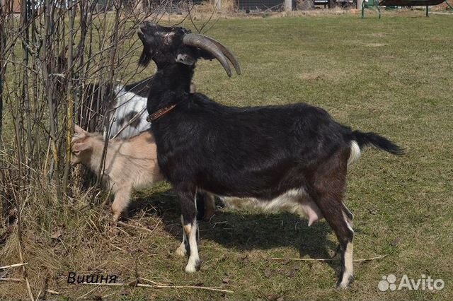 Альпийская коза, козочка купить на Зозу.ру - фотография № 1