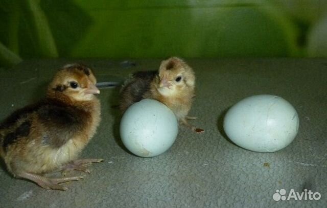 Яйца инкубационные элитных пород купить на Зозу.ру - фотография № 3