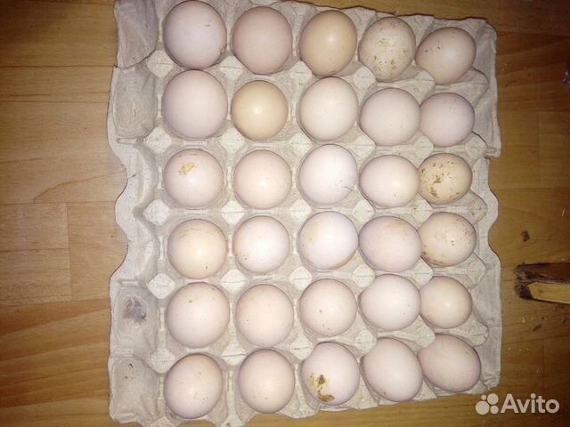 Куры породы Кохинхин, инкубационное яйцо купить на Зозу.ру - фотография № 4