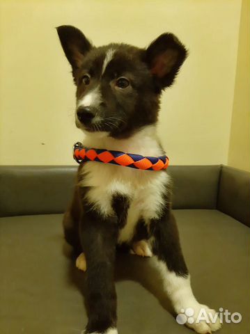 Отдам в добрые руки