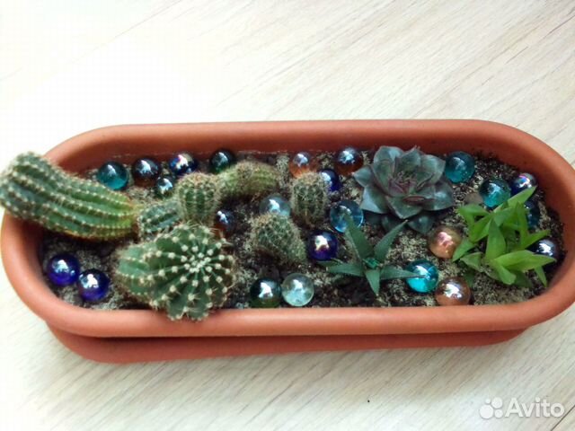 Садик из суккулентов и кактуса