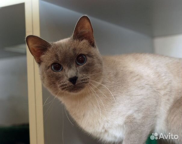 Балинезийский котик Балинезийский котик