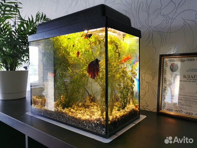 Готовый аквариум 25л со всем что нужно купить на Зозу.ру - фотография № 2