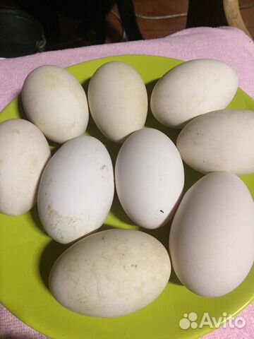 Инкубационное гусиное яйцо купить на Зозу.ру - фотография № 2