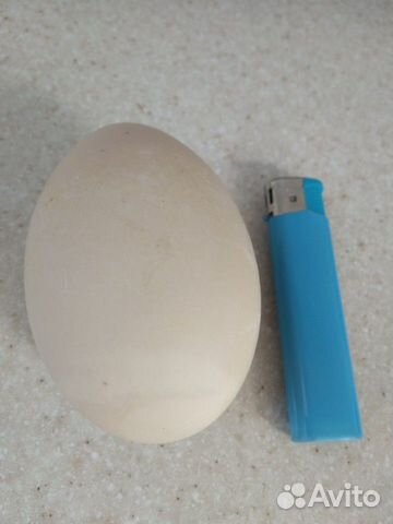 Яйца на инкубацию купить на Зозу.ру - фотография № 3