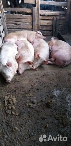 Продаются свиньи купить на Зозу.ру - фотография № 1