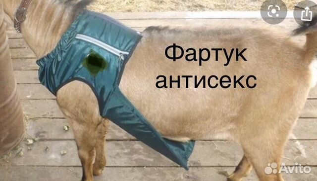 Фартук на козла «антисекс» купить на Зозу.ру - фотография № 1