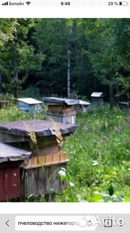 Продаю пчёл 5 семей, со всеми принадлежностями купить на Зозу.ру - фотография № 1