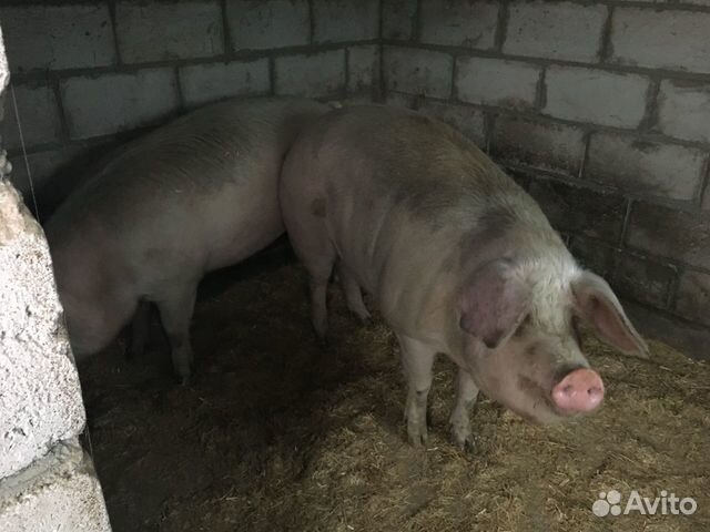 Продаются свиньи на мясо купить на Зозу.ру - фотография № 3