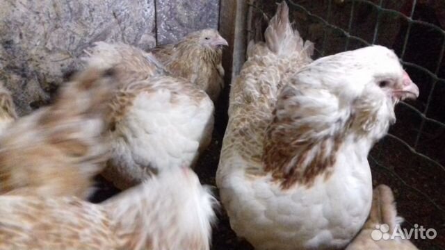 Цыплята,яйца,кур(семьи) купить на Зозу.ру - фотография № 10