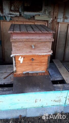 Пчелиные семьи продаю купить на Зозу.ру - фотография № 4