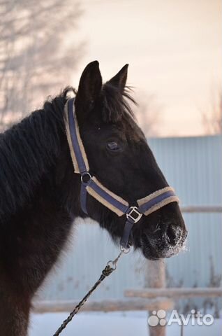 На продажу предлагается конь купить на Зозу.ру - фотография № 7